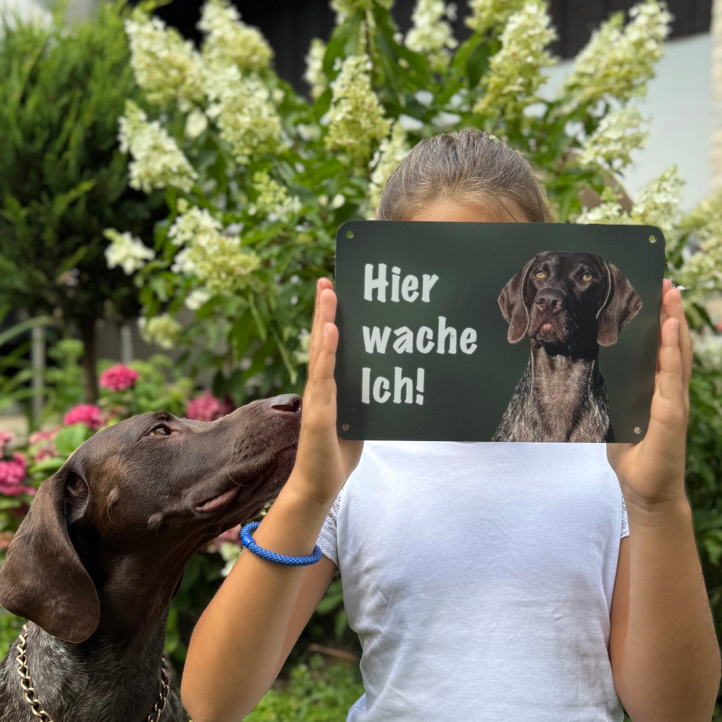 Braque Francais Warnschild „Hier wache ich“ | Jagdhund Hundeschild für Zaun, Tor & Grundstück, wetterfest