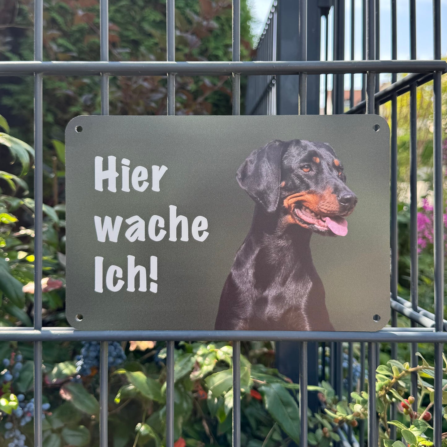 Brandlbracke Warnschild „Hier wache ich!“ | Jagdhund Hundeschild für Zaun, Tor & Grundstück, wetterfest