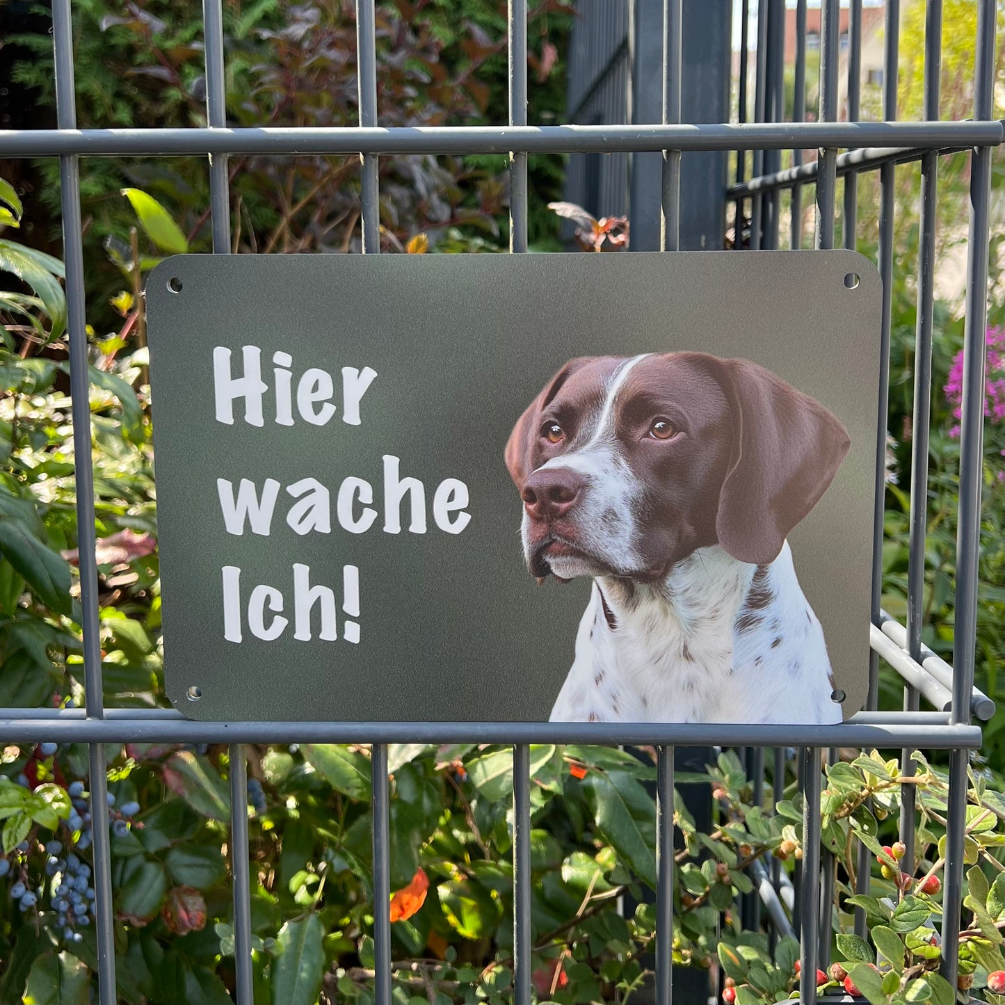 Braque Francais Warnschild „Hier wache ich“ | Jagdhund Hundeschild für Zaun, Tor & Grundstück, wetterfest