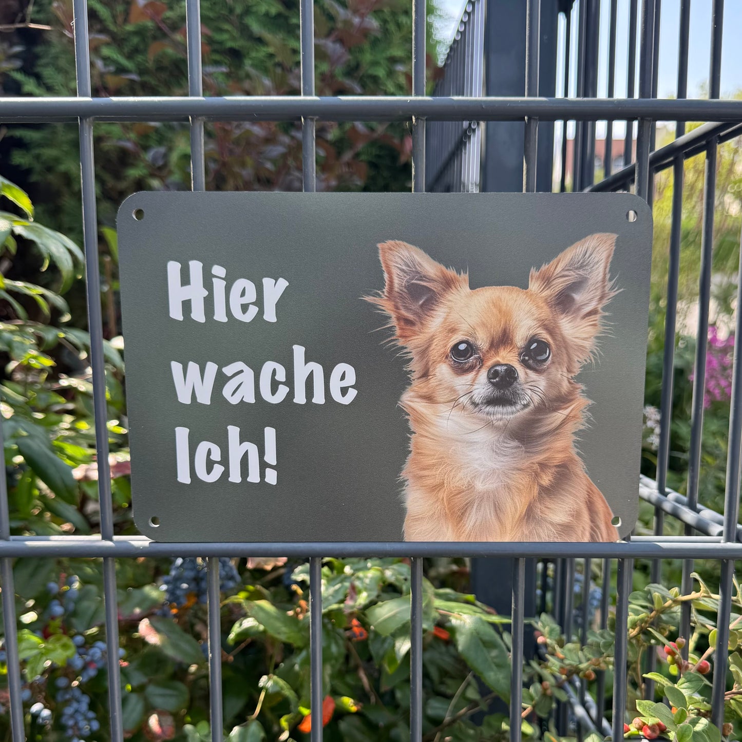 Chihuahua Warnschild „Hier wache ich“ | Wachhund Hundeschild für Zaun, Tor & Grundstück, wetterfest