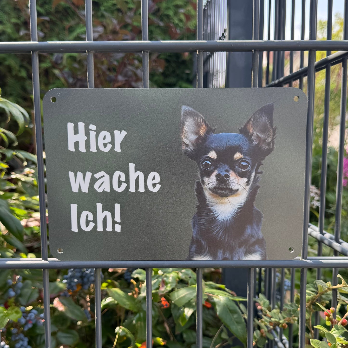 Chihuahua Kurzhaar Warnschild „Hier wache ich“ | Wachhund Hundeschild für Zaun, Tor & Grundstück, wetterfest