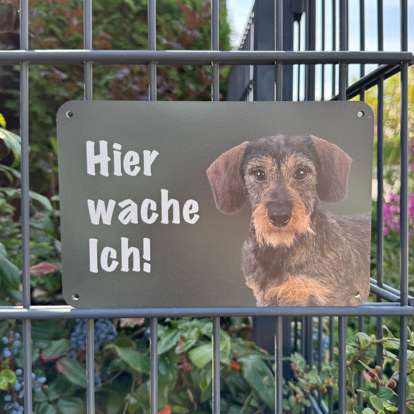 Rauhaarhaardackel - Teckel Warnschild „Hier wache ich!“ | Jagdhund Hundeschild für Zaun, Tor & Grundstück, wetterfest