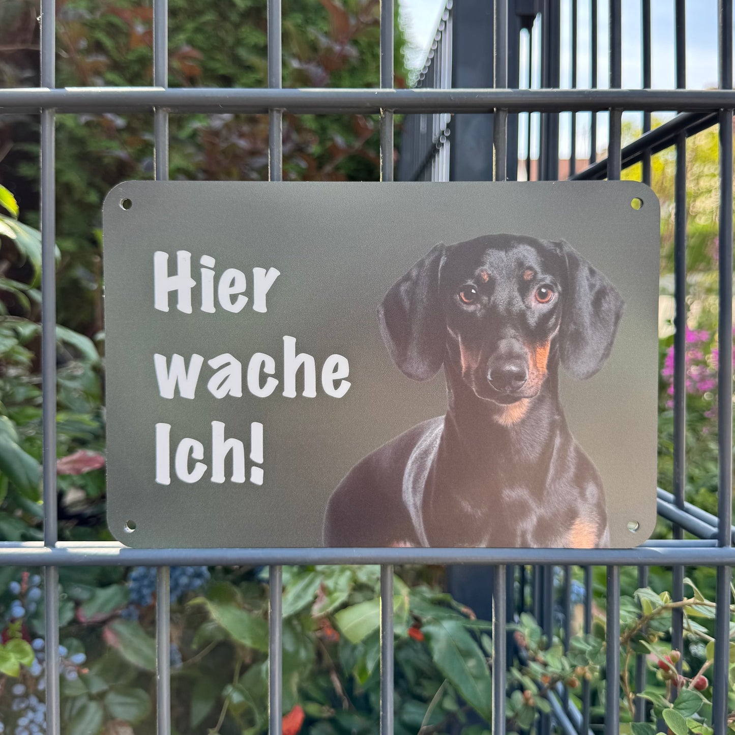 Kurzhaardackel / Teckel schwarz Warnschild „Hier wache ich!“ | Jagdhund Hundeschild für Zaun, Tor & Grundstück, wetterfest
