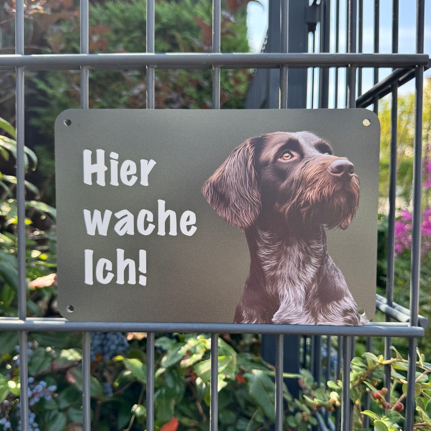 Deutsch Drahthaar DD Jagdhund braunschimmel – Hundeschild "Hier wache ich!" für Gartenzaun & Eingangsbereich