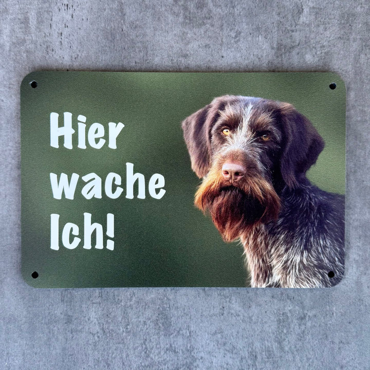 "Hier wache ich!" Deutsch Drahthaar (DD) Braunschimmel