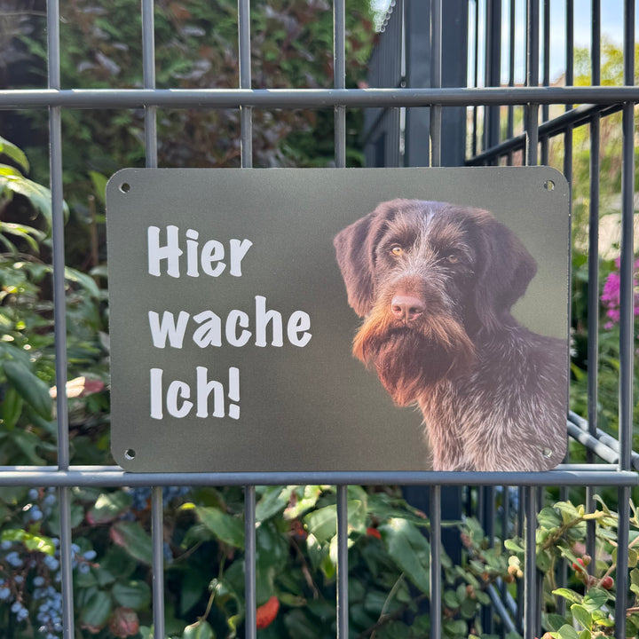 "Hier wache ich!" Deutsch Drahthaar (DD) Braunschimmel