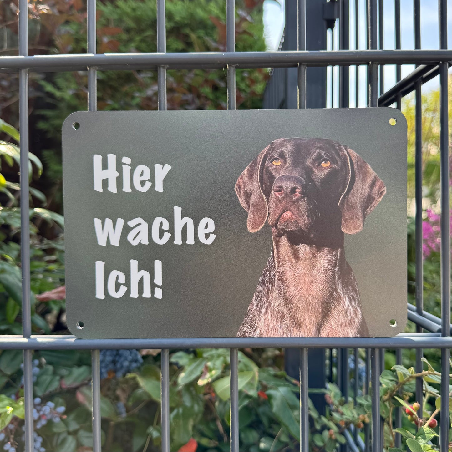 Deutsch Kurzhaar DK Warnschild „Hier wache ich!“ | Jagdhund Hundeschild für Zaun, Tor & Grundstück, wetterfest