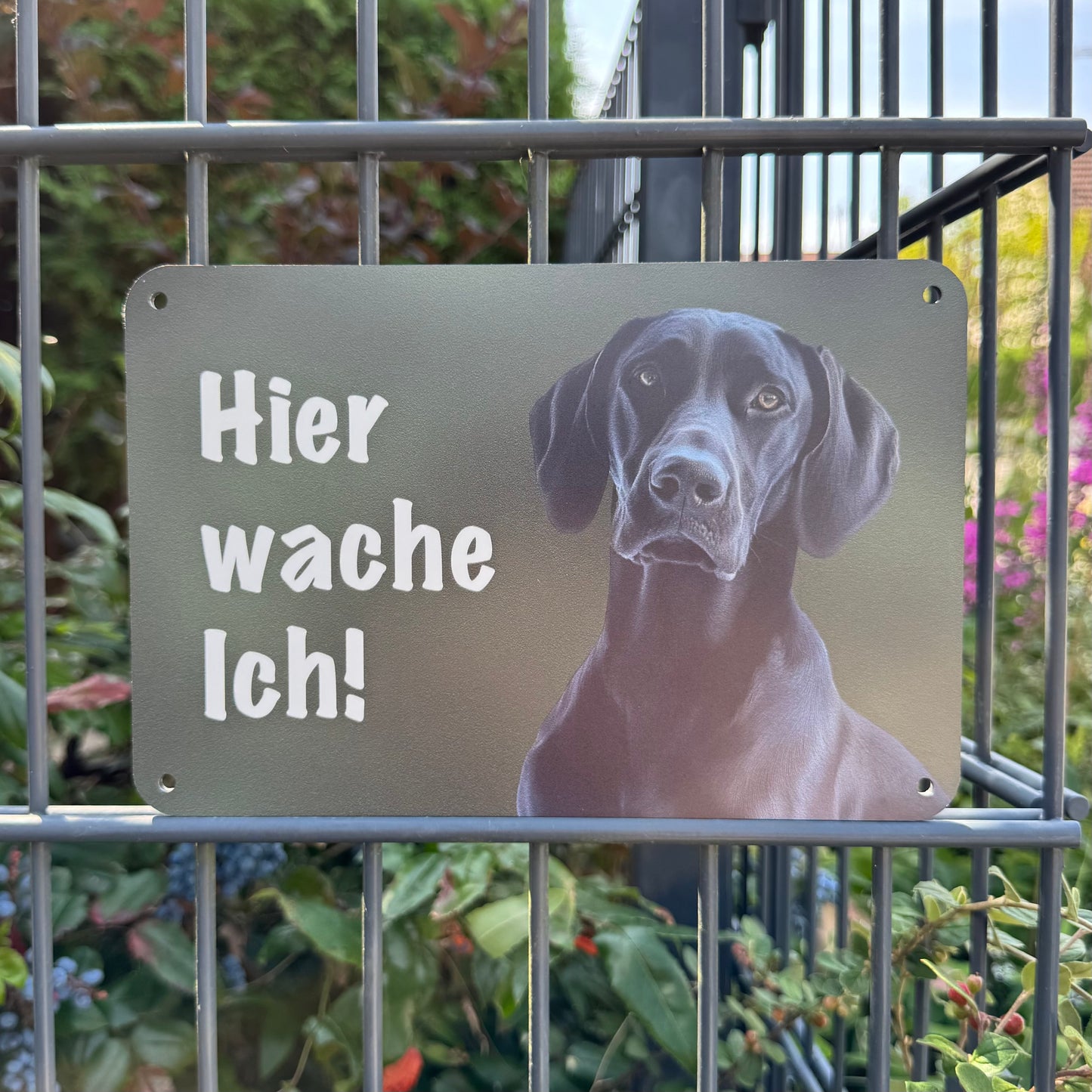 Deutsch Kurzhaar schwarz Warnschild „Hier wache ich“ | Jagdhund Hundeschild für Zaun, Tor & Grundstück, wetterfest