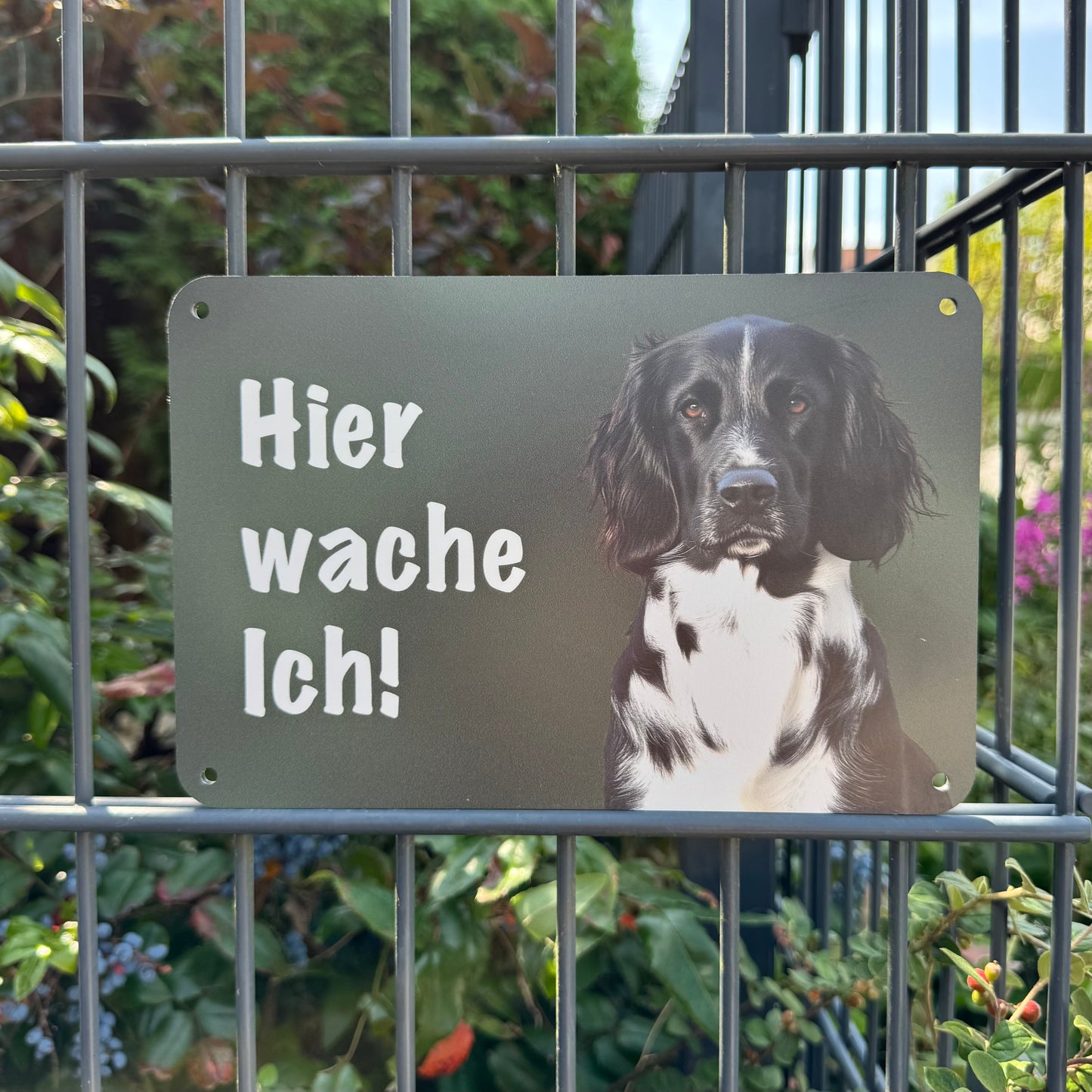 Großer Münsterländer Warnschild „Hier wache ich!“ | Jagdhund Hundeschild für Zaun, Tor & Grundstück, wetterfest