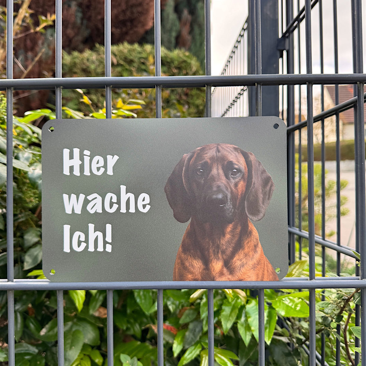 Hannoverscher Schweißhund Warnschild II „Hier wache ich!“