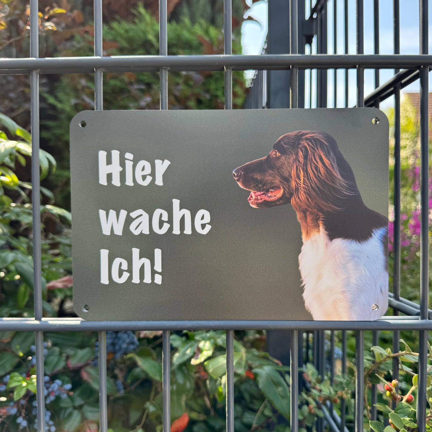 Kleiner Münsterländer KLM Warnschild „Hier wache ich!“ | Jagdhund Hundeschild für Zaun, Tor & Grundstück, wetterfest