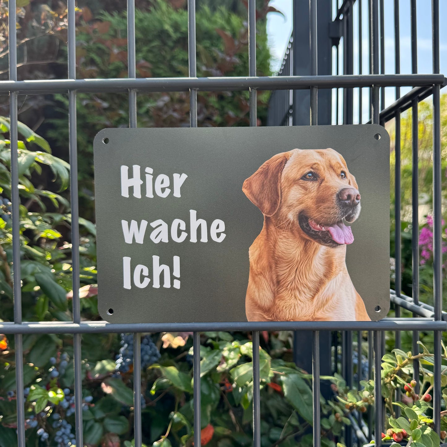 Labrador hellbraun Warnschild „Hier wache ich!“ | Jagdhund Hundeschild für Zaun, Tor & Grundstück, wetterfest