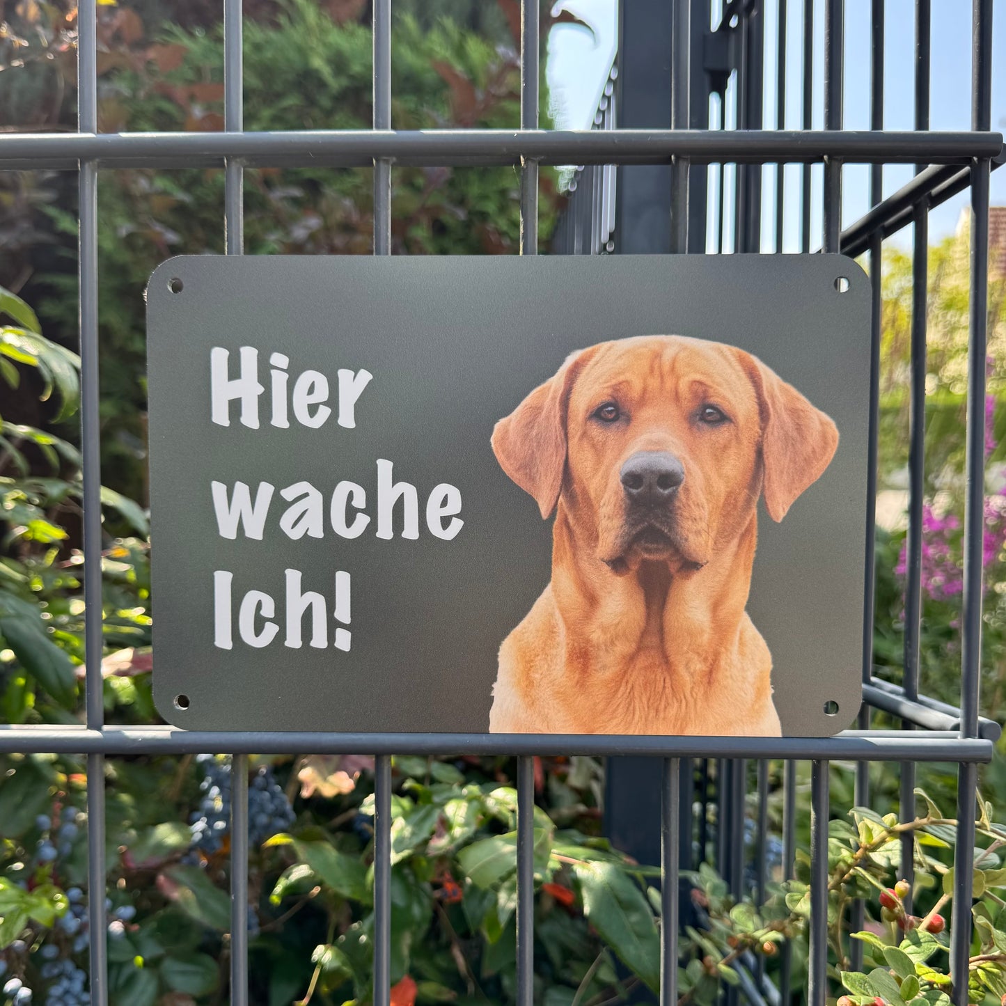 Labrador hellbraun Warnschild „Hier wache ich!“ | Jagdhund Hundeschild für Zaun, Tor & Grundstück, wetterfest