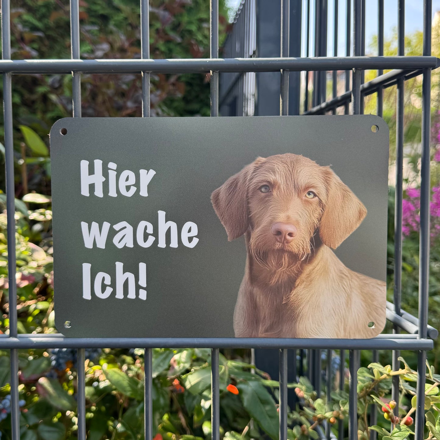 Magyar Vizsla Drahthaar Warnschild „Hier wache ich“ | Jagdhund Hundeschild für Zaun, Tor & Grundstück, wetterfest