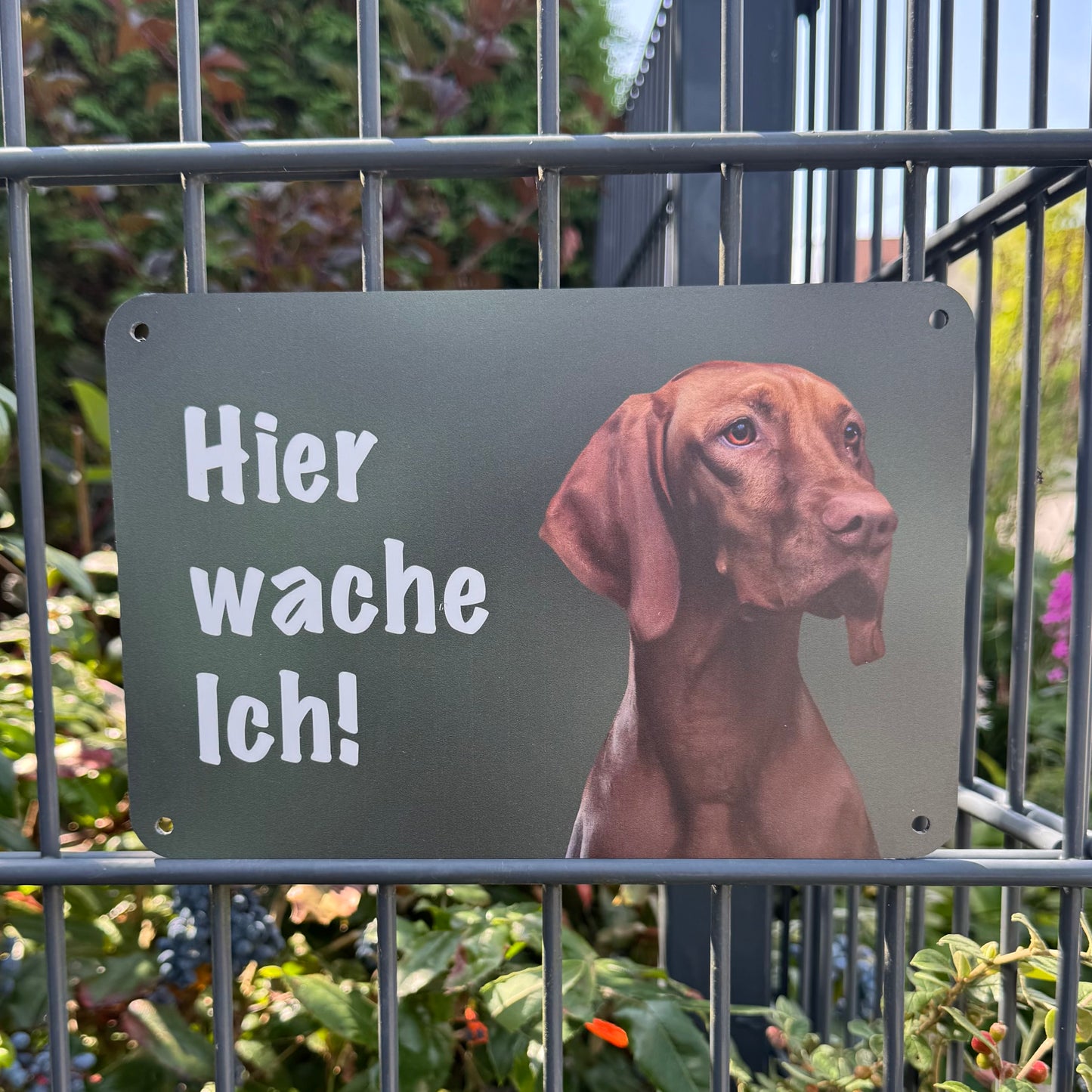 Magyar Vizsla Warnschild „Hier wache ich“ | Jagdhund Hundeschild für Zaun, Tor & Grundstück, wetterfest