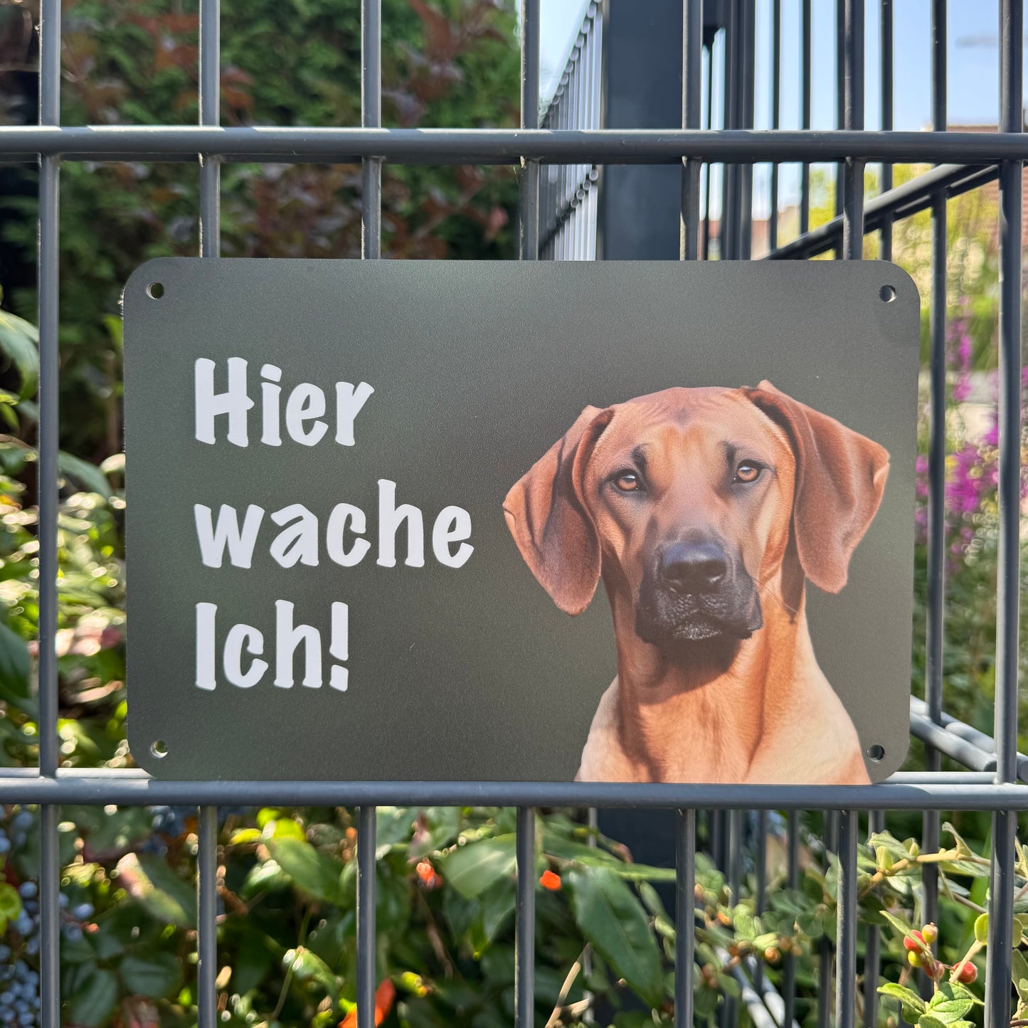 Rhodesian Ridgeback Warnschild „Hier wache ich“ | Jagdhund Hundeschild für Zaun, Tor & Grundstück, wetterfest
