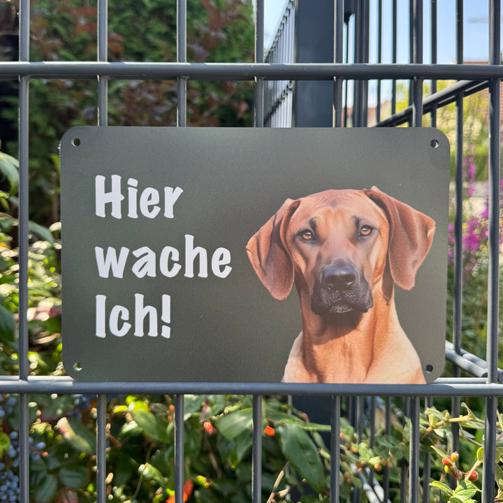 "Hier wache ich!" Zaunschild Rhodesian Ridgeback